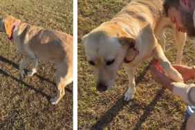 Dog Stops Mid Way & Requests Paw Check From Dad While Out on a Walk