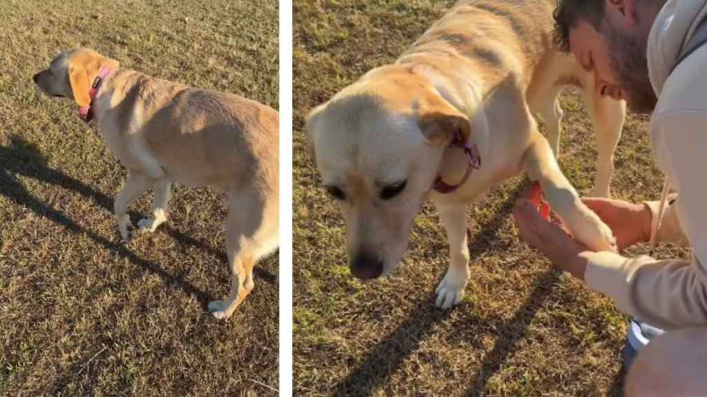 Dog Stops Mid Way & Requests Paw Check From Dad While Out on a Walk