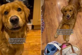 Golden Retriever Has His Eyes on a Toy Mom Bought, Just Not for Him