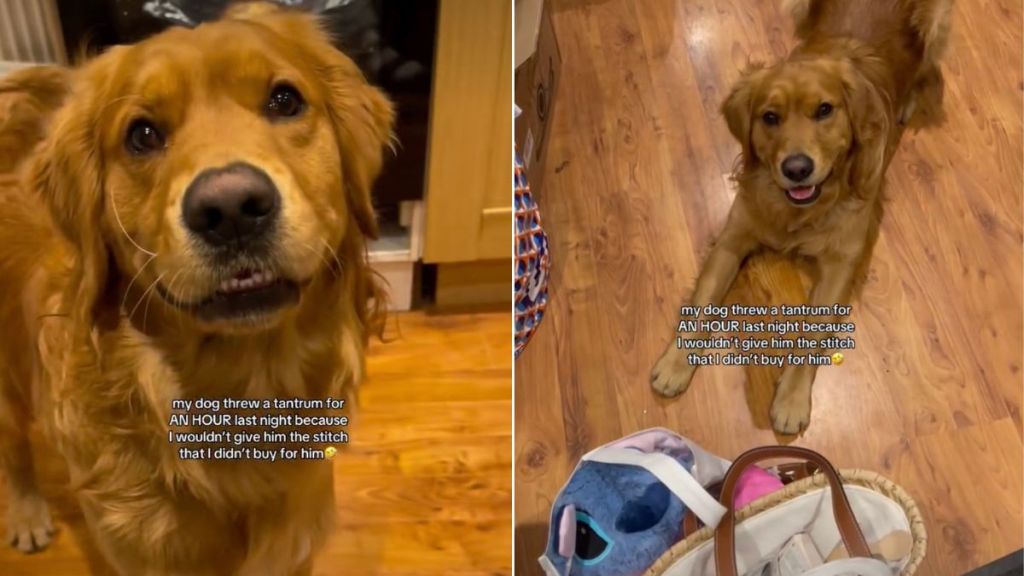 Golden Retriever Has His Eyes on a Toy Mom Bought, Just Not for Him