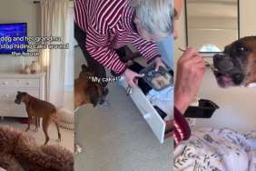 Dog Knows Grandma Hides Cake in Drawer They Can Eat While Watching TV