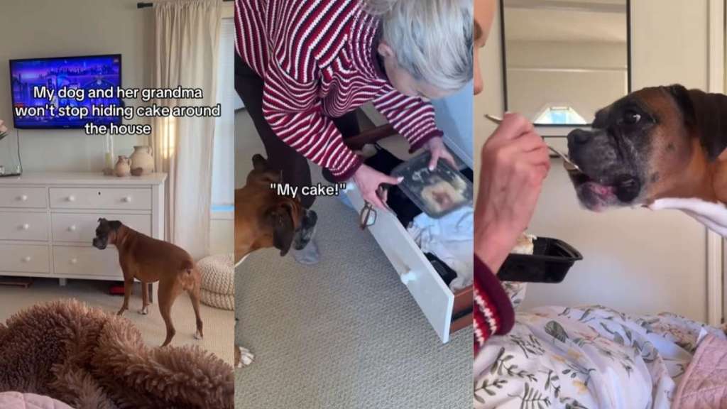 Dog Knows Grandma Hides Cake in Drawer They Can Eat While Watching TV