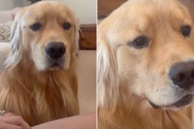 Dog Gets Confused After Owner Playfully Ignores Pet Request