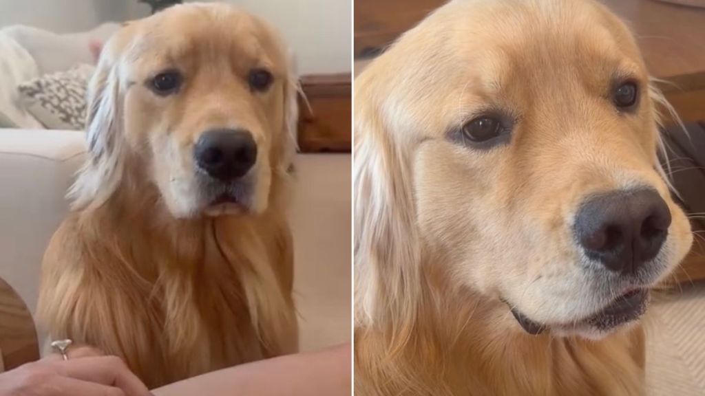 Dog Gets Confused After Owner Playfully Ignores Pet Request