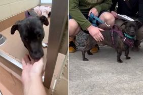 ‘Scared’ Shelter Dog Once a Stray Finds a Forever Home After Adoption