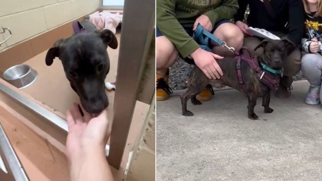 ‘Scared’ Shelter Dog Once a Stray Finds a Forever Home After Adoption