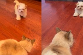 Puppy Tries To Scare Cat Sibling but Gets Scared Himself