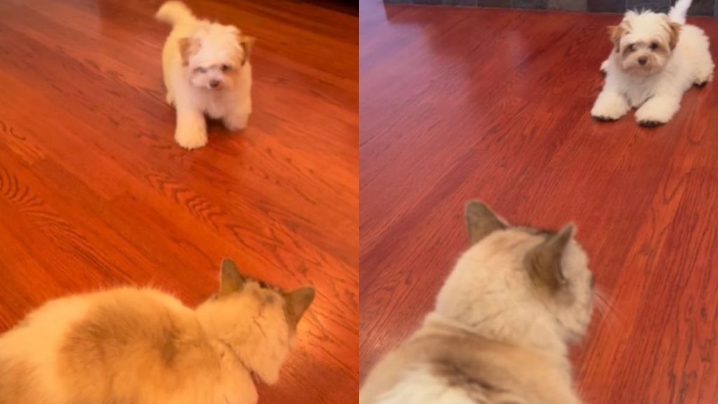 Puppy Tries To Scare Cat Sibling but Gets Scared Himself