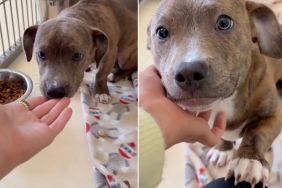 Shelter Puppy Learning To Love Proves a Little Patience Goes a Long Way