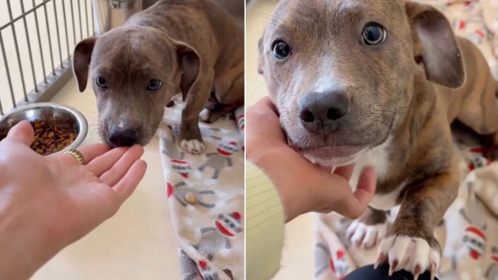 Shelter Puppy Learning To Love Proves a Little Patience Goes a Long Way