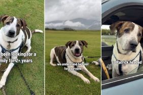 Shelter Dog May Not Be for Everyone but Knows How to Be on Best Behavior