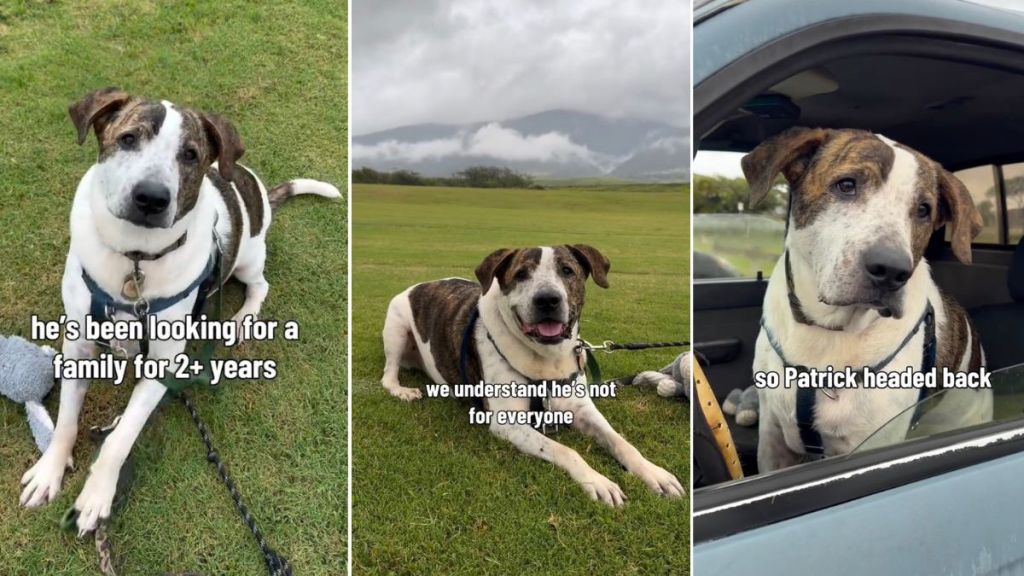 Shelter Dog May Not Be for Everyone but Knows How to Be on Best Behavior