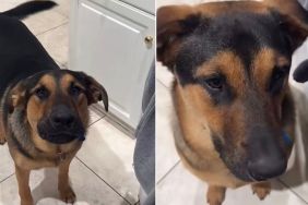 Dog Protests With Barks When Mom Says He Can’t Eat Raw Banana Bread