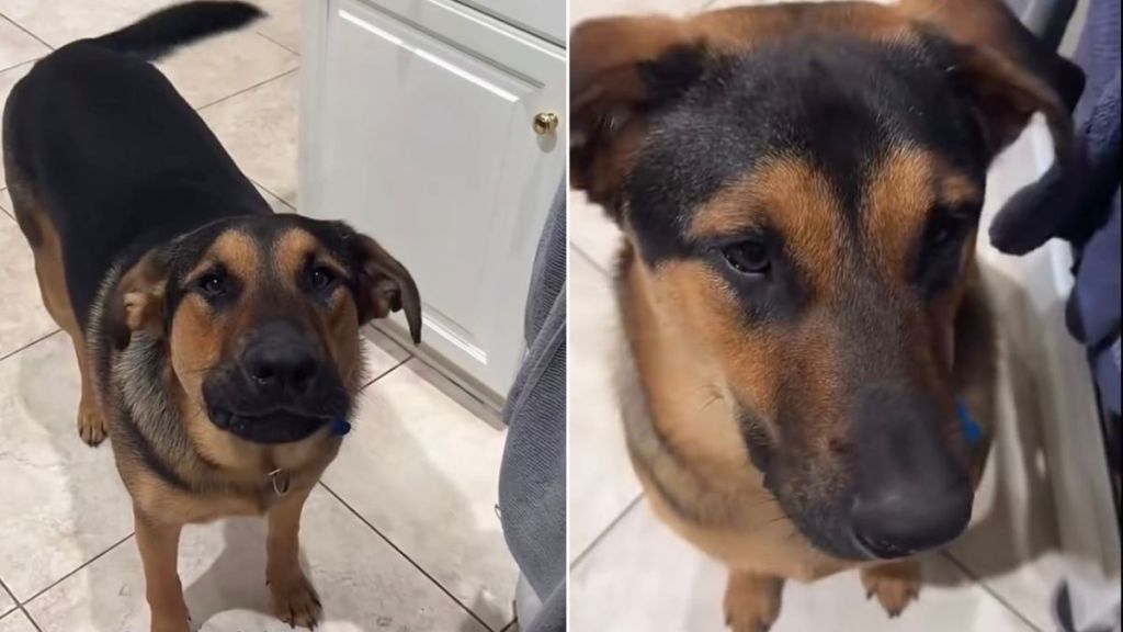 Dog Protests With Barks When Mom Says He Can’t Eat Raw Banana Bread
