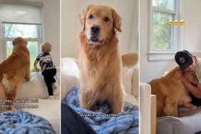 Golden Retriever & Little Boy Get Overly Excited When Dad’s Car Pulls Up