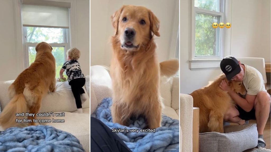 Golden Retriever & Little Boy Get Overly Excited When Dad’s Car Pulls Up