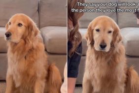 This Golden Retriever Can’t Decide Whether She Loves Mom More or Dad