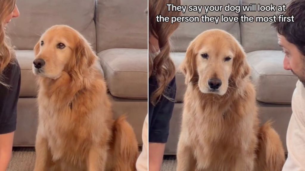 This Golden Retriever Can’t Decide Whether She Loves Mom More or Dad