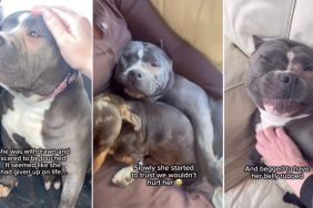 Rescue Dog Once Scared To Be Touched Now Demands Belly Rubs & Cuddles