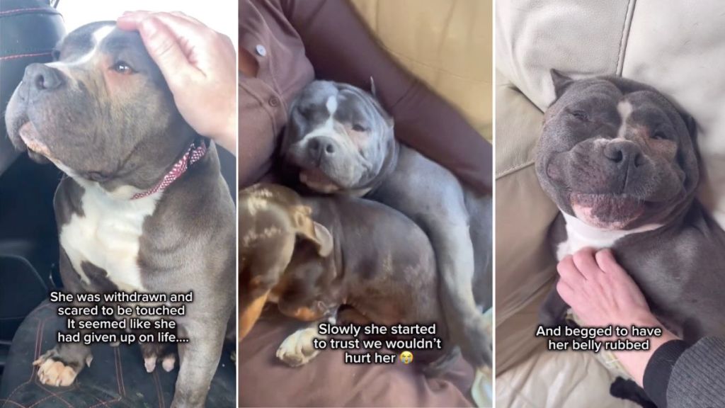Rescue Dog Once Scared To Be Touched Now Demands Belly Rubs & Cuddles