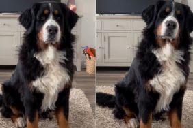 Dog Makes Little Stomps To Respond to Owner’s Questions