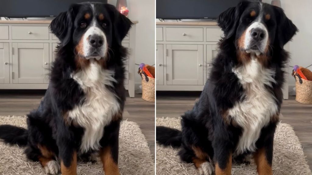 Dog Makes Little Stomps To Respond to Owner’s Questions