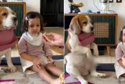Dog Adorably Waits for His Turn When Owner Feeds Toddler