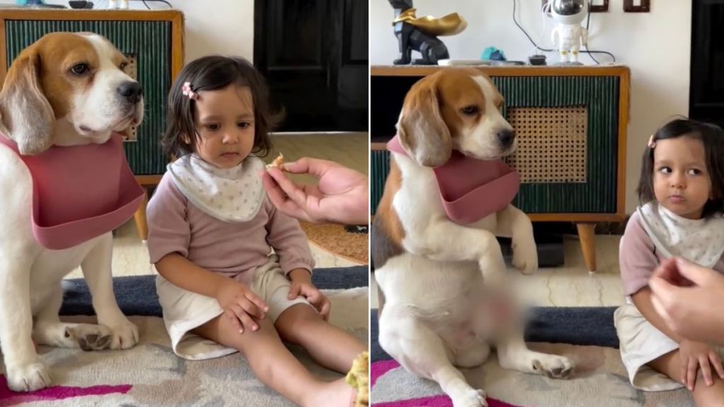 Dog Adorably Waits for His Turn When Owner Feeds Toddler