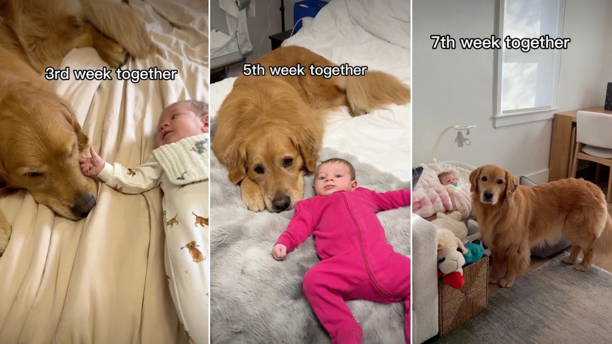 labrador retriever golden retriever puppy with baby