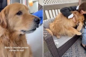 Golden Retriever Bursts With Excitement When Grandma Comes To Visit