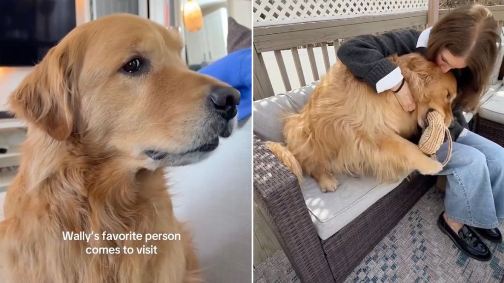 Golden Retriever Bursts With Excitement When Grandma Comes To Visit