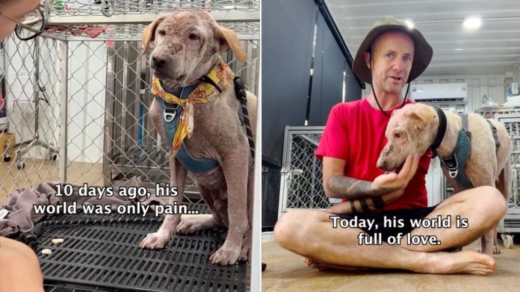 Rescue Dog Living in ‘Fear’ Finally Experiences a World Full of Love