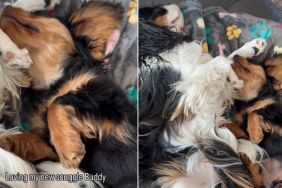 Dog Gets Adorable New Furry ‘Snuggle Buddy'