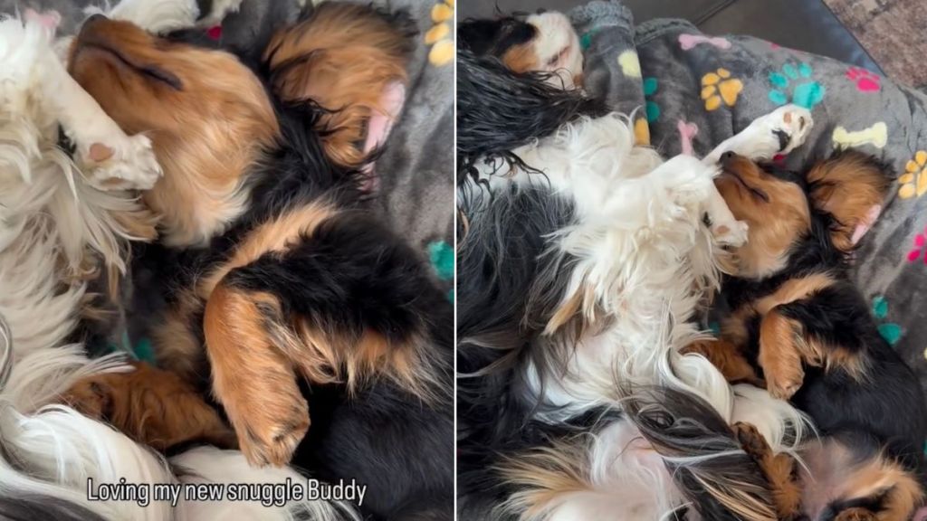 Dog Gets Adorable New Furry ‘Snuggle Buddy'