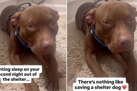 Dog Leaves Shelter but Fears Closing Her Eyes Might Make It All Go Away