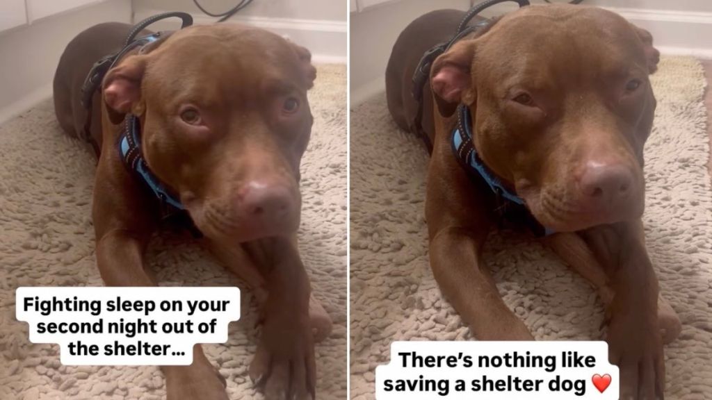 Dog Leaves Shelter but Fears Closing Her Eyes Might Make It All Go Away