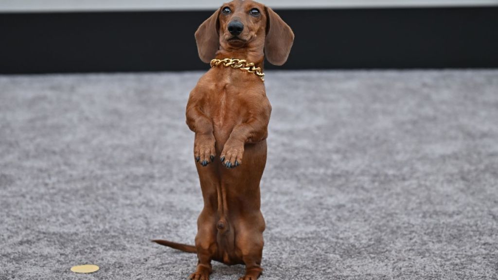 'Beef' Star Dachshund Jones Makes Red Carpet Debut at Premiere
