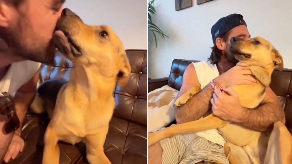 Rescue Dog Reunites With Dad After Just an Hour, Like It’s Been Forever