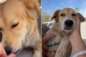 ‘Hopeful’ Street Dog Seeking Shelter Gets Rescued & Finds a Pack Instead