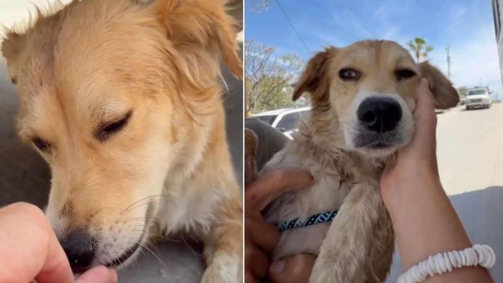 ‘Hopeful’ Street Dog Seeking Shelter Gets Rescued & Finds a Pack Instead