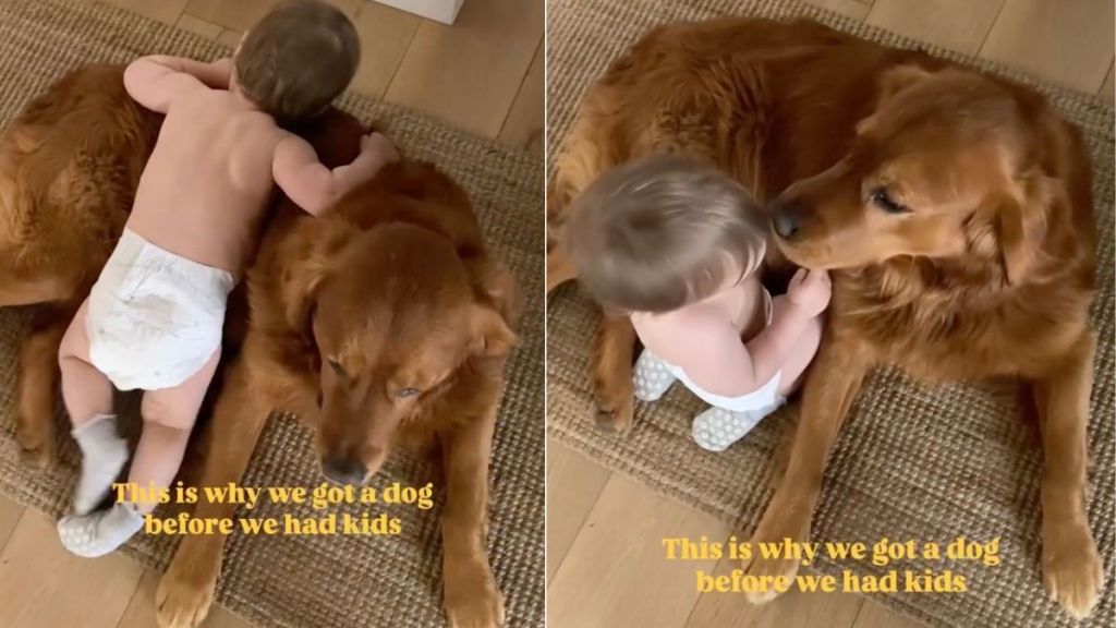 Golden Retriever Slowly Warms up to Baby & Becomes Her Cuddle Buddy