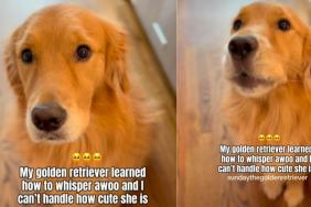 Golden Retriever Learns To Whisper ‘Awoo’ & It’s Way Too Cute