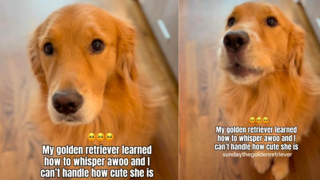 Golden Retriever Learns To Whisper ‘Awoo’ & It’s Way Too Cute