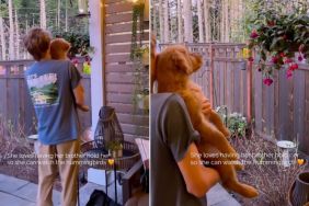 Golden Retriever Puppy Soaks up a Magical Moment in Brother’s Arms