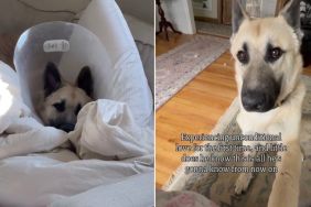 Rescue Dog From Shelter Experiences Many of His Firsts in Foster Home
