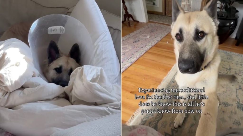 Rescue Dog From Shelter Experiences Many of His Firsts in Foster Home