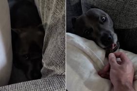 Dog Braves the Storm in Comfort of Cozy Pillow Hideaway Next to Dad