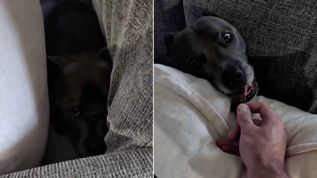 Dog Braves the Storm in Comfort of Cozy Pillow Hideaway Next to Dad