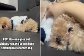 Tiny Dog Stops Being Upset With Owner for ‘Massage'