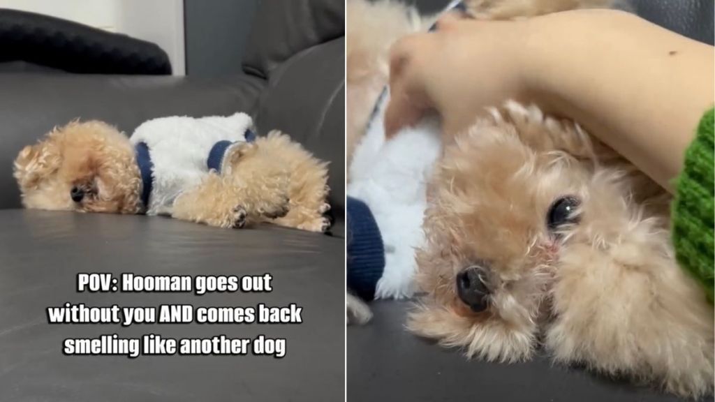 Tiny Dog Stops Being Upset With Owner for ‘Massage'